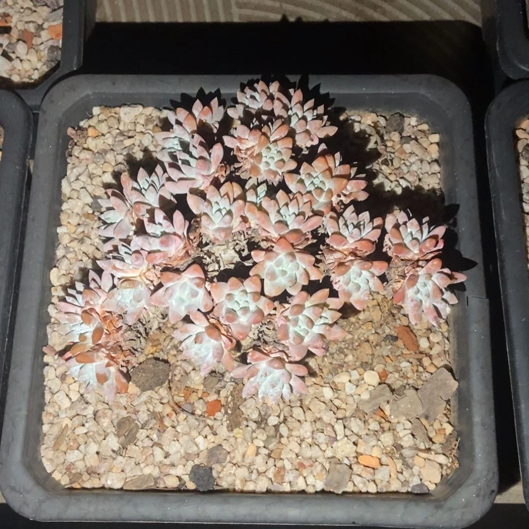 格诺玛多肉植物啦啦啦