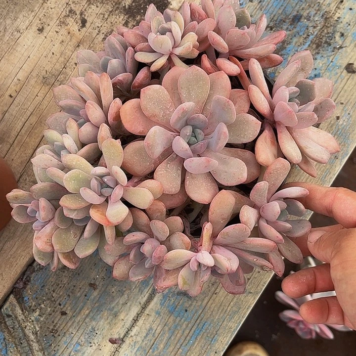 白鹿状态手捧一物一拍
