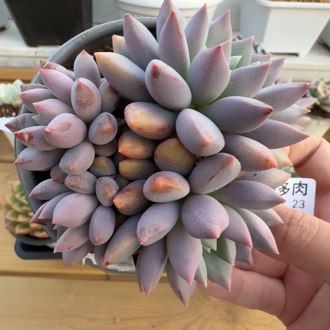四头蓝精灵111123-13