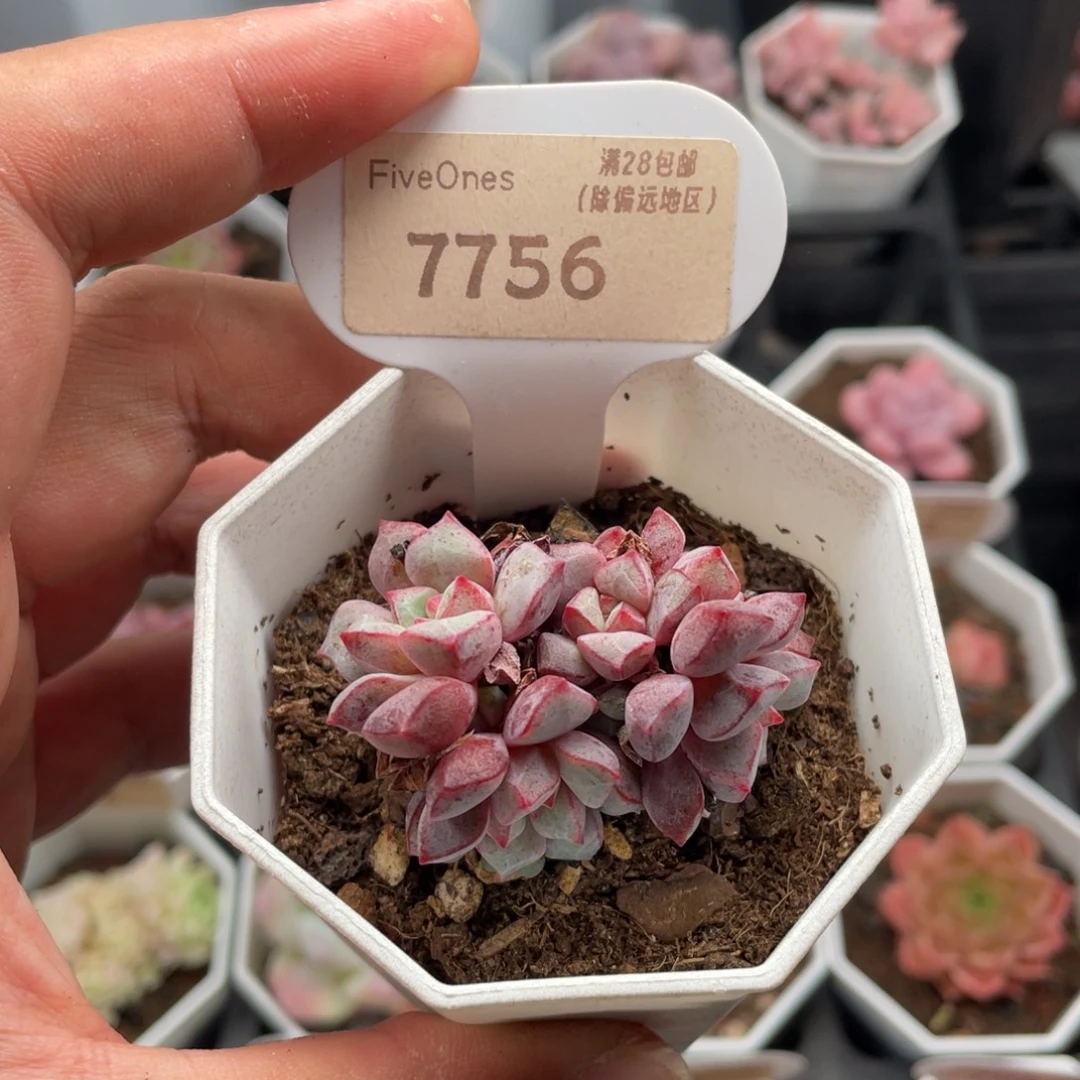 蓝宝石7756-4.5厘米