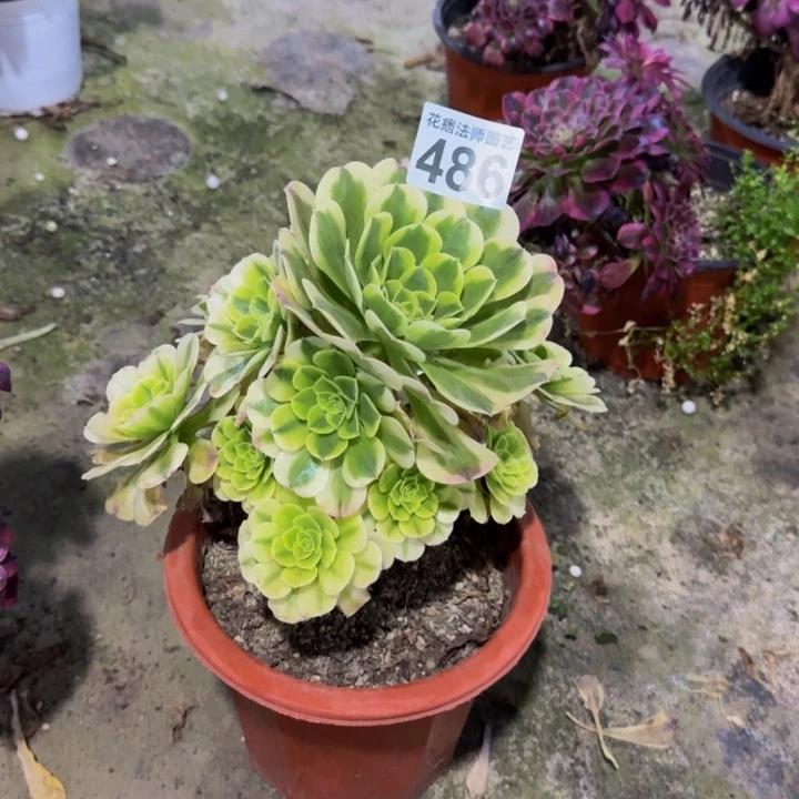 绿豆沙48600000000