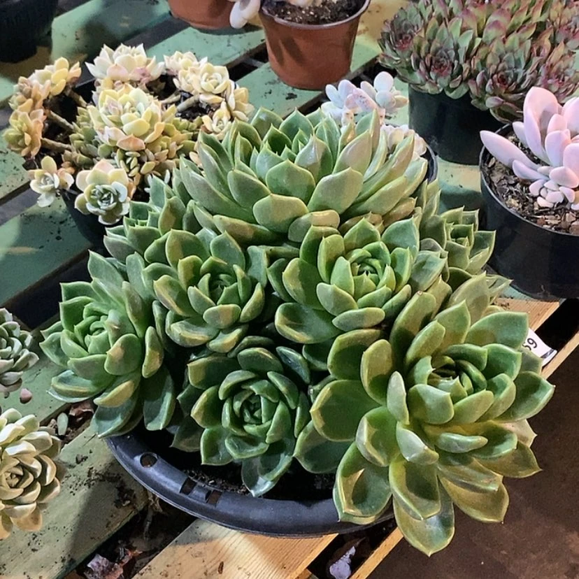 【闪购商品】白玫瑰0959
