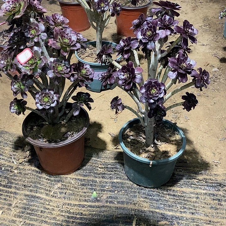 61，2颗多肉法师多肉