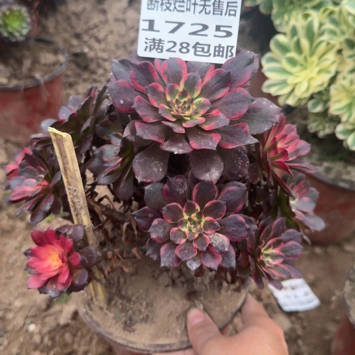 1725二号棚烟花福利B