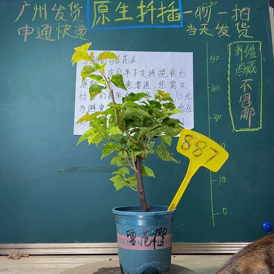 当前无花栽培后可以开花 福利 雪花橙 887