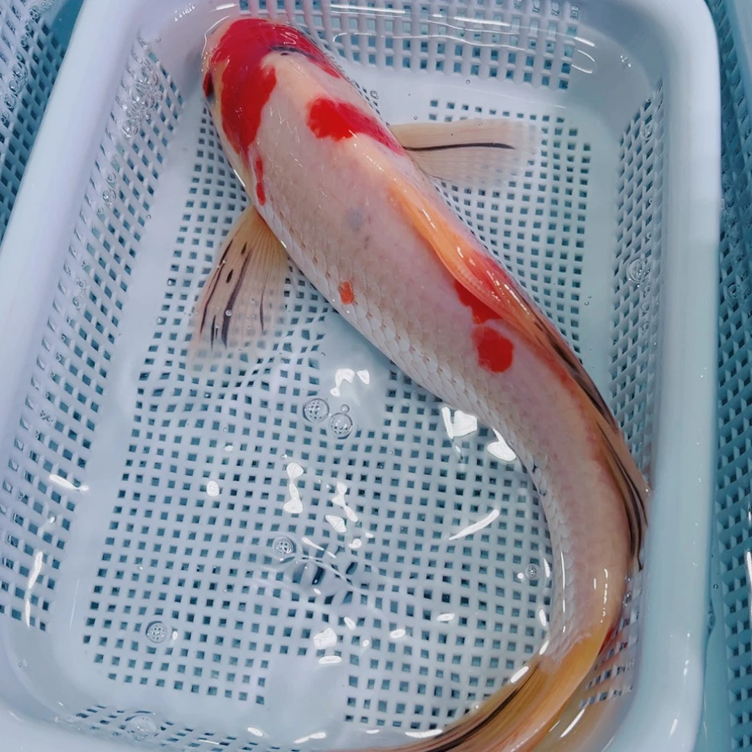 锦鲤锦鲤冷水鱼观赏615