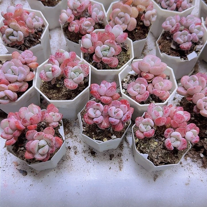 老庄白鹭群19包邮多肉植物