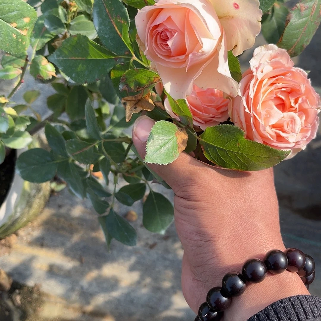 无花朵——-温柔羽翼 福利款