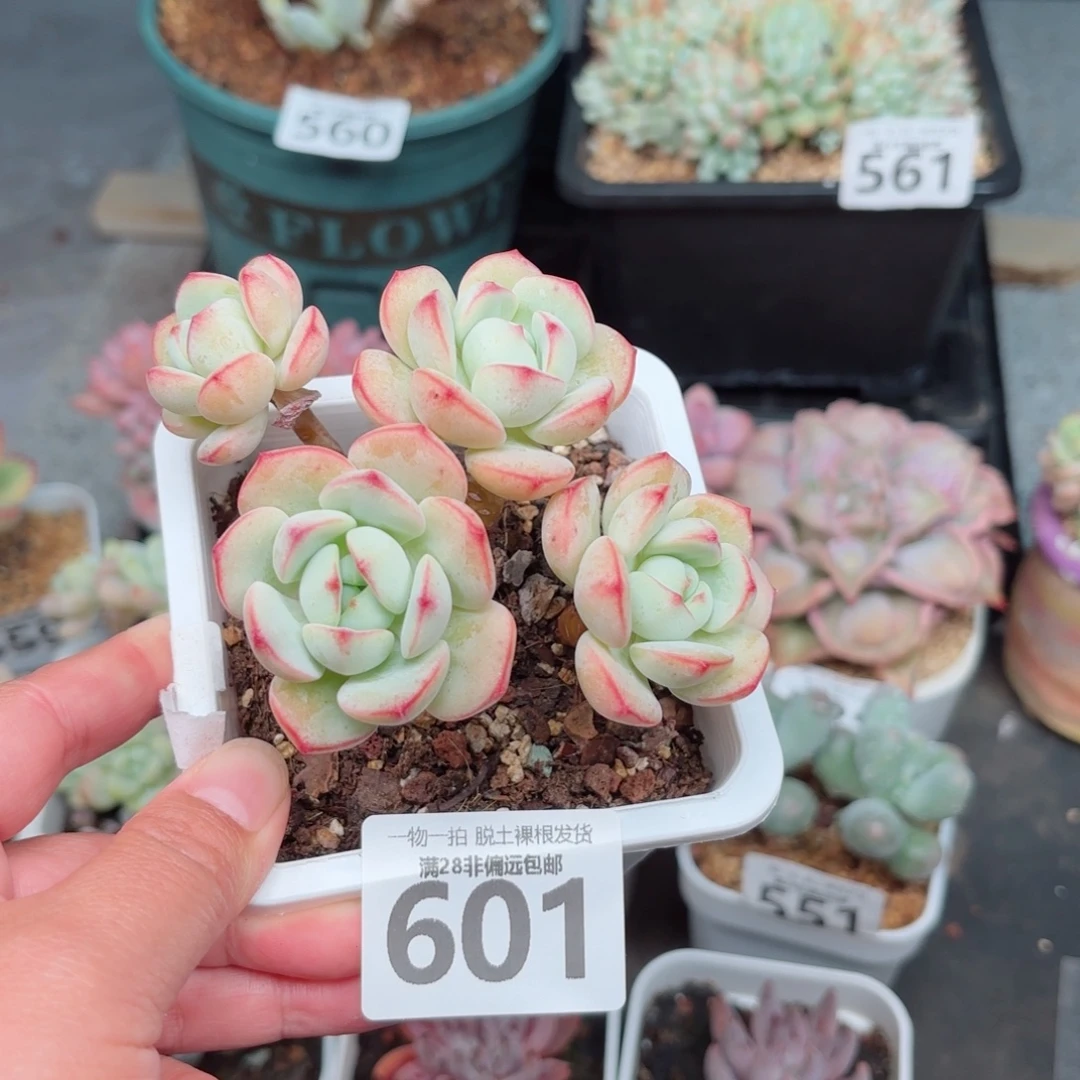 香草老桩无盆土发货