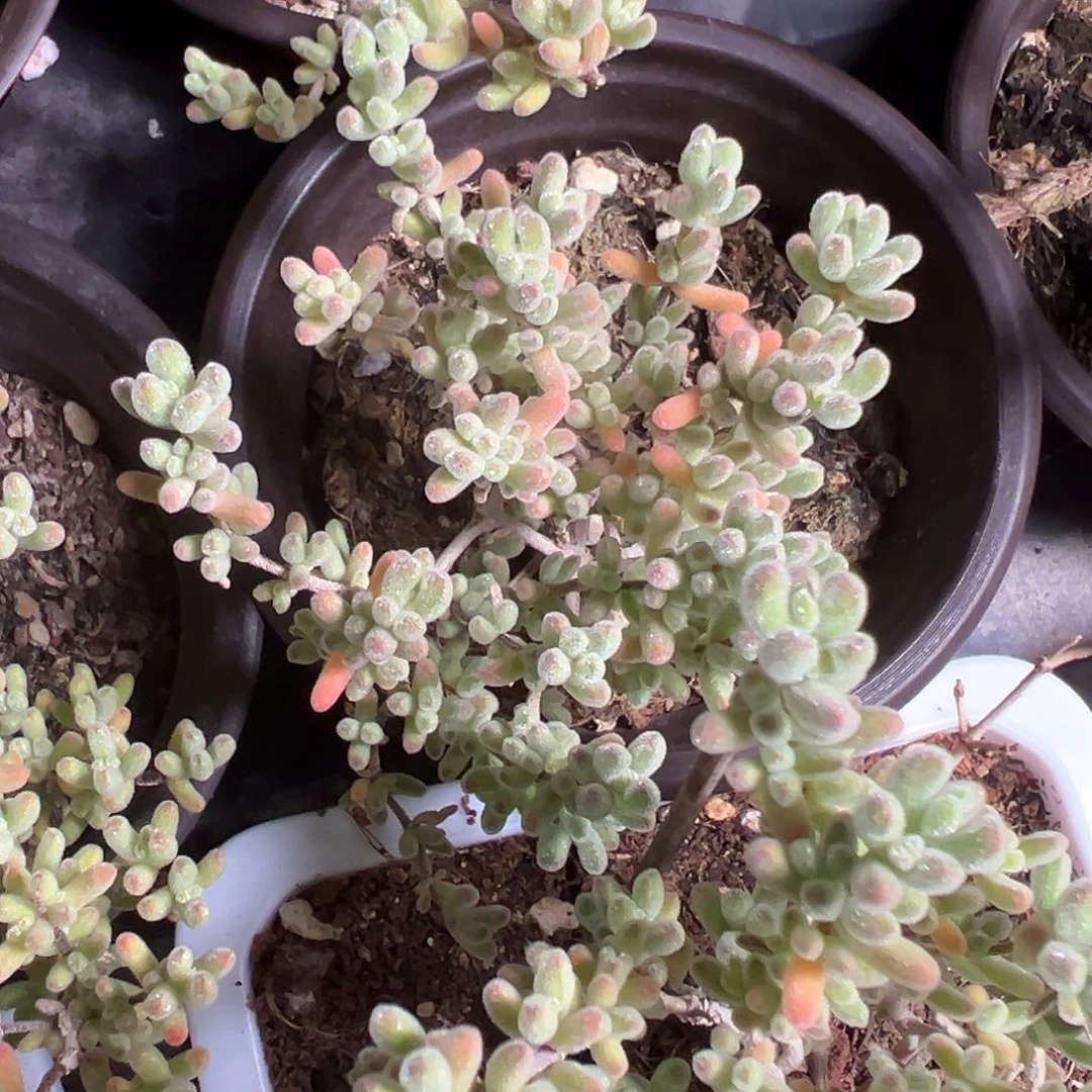 冰紫老桩90杯精品