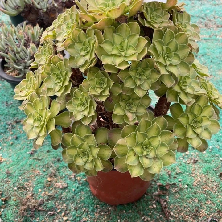 233号韶华多肉植物