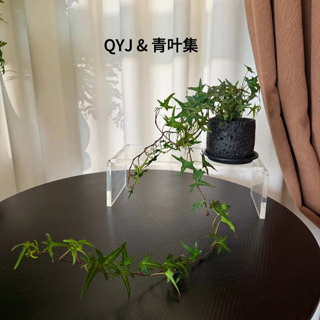 星星常春藤比春雨绿萝紫竹鲜花好养可水培树叶盆栽室内