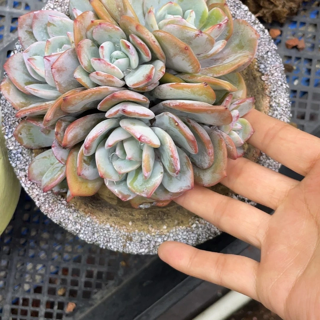 6头韩版奶茶，无砍无摘