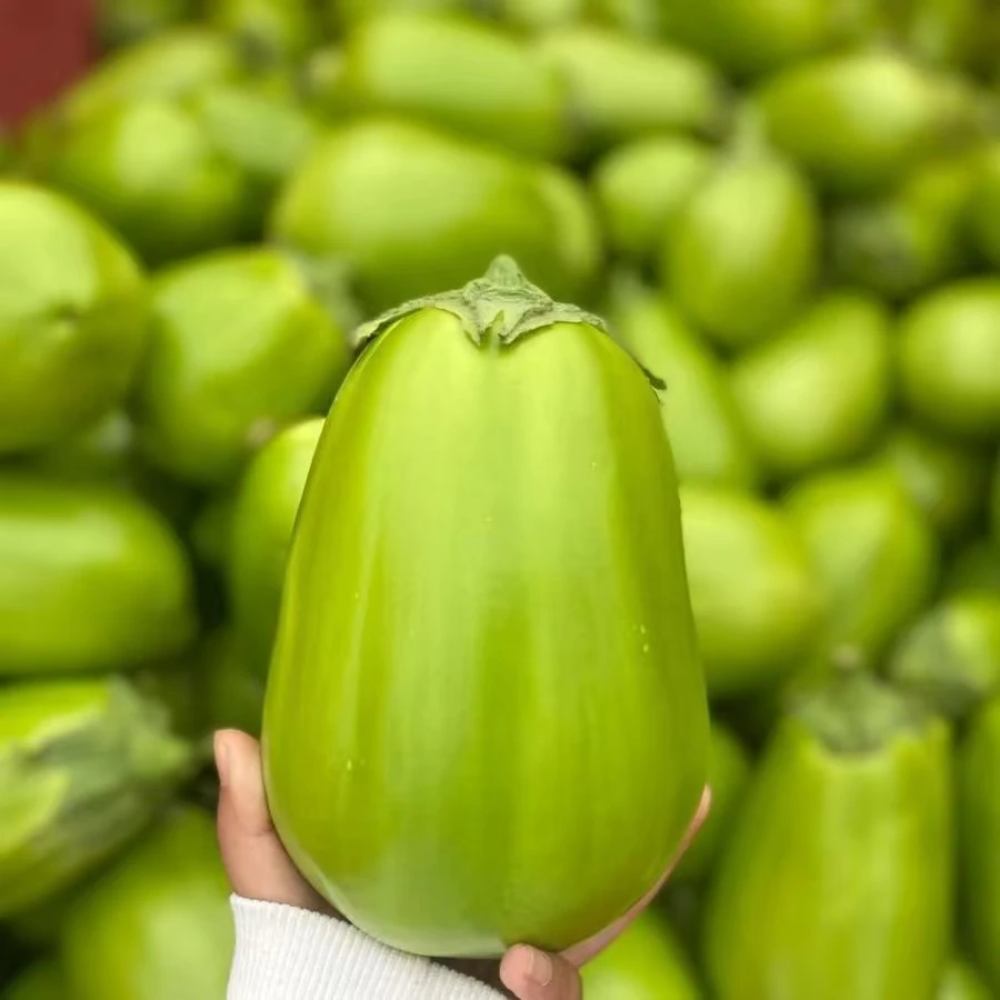 河南特产新鲜现摘青茄子农家种植时令蔬菜