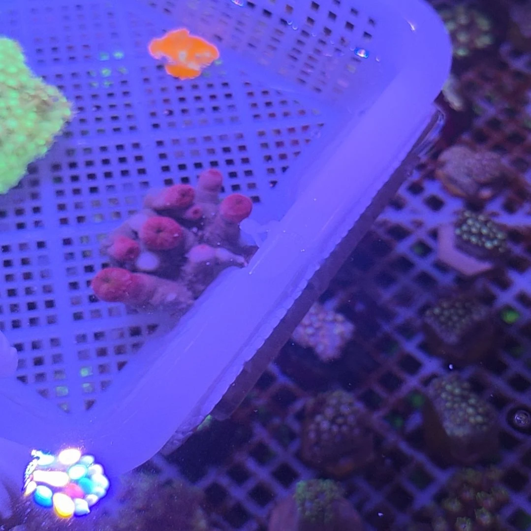 中国大陆直播间加单纽扣