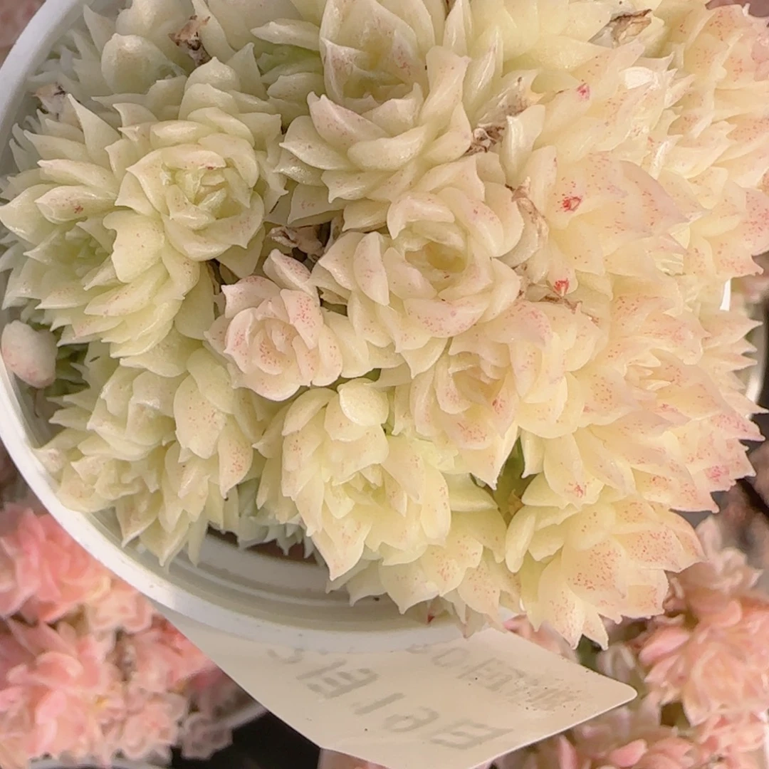 C***花语多肉1219-263散