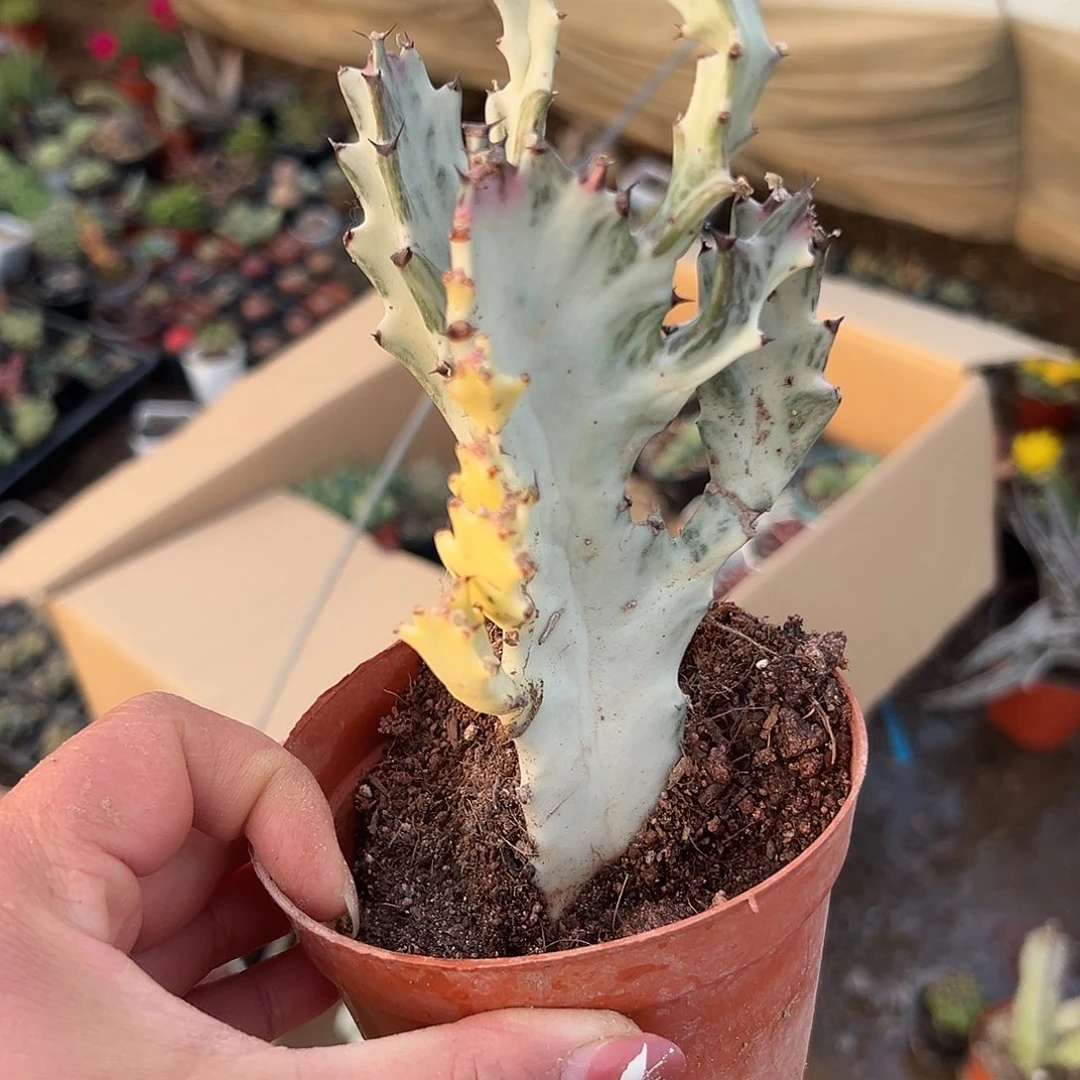 凡***下多肉植物多肉植物