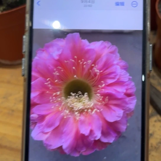 露露金刚15号6公分左右