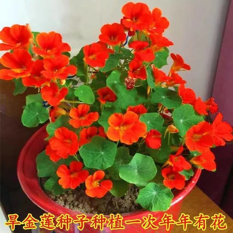 超值(四季）旱金莲花种子室外易活盆栽爬藤植物四季开花种籽庭院阳