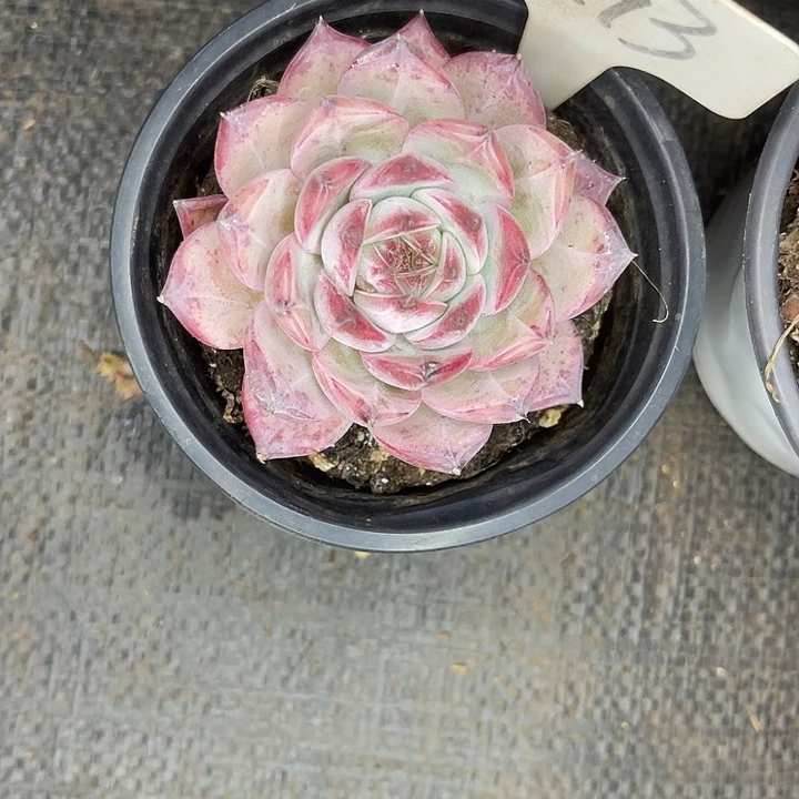 两单包邮，一物一拍193