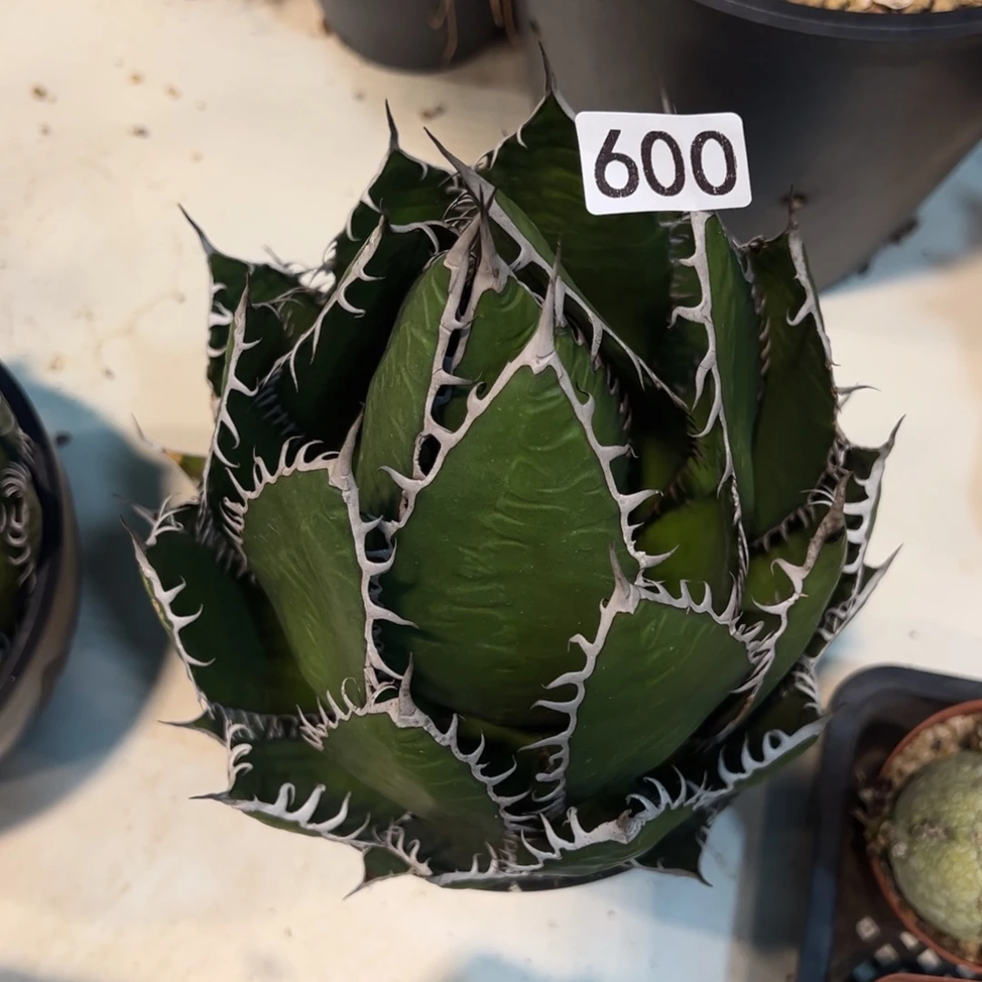 回***乐600霍利达龙舌兰植物脱土发货