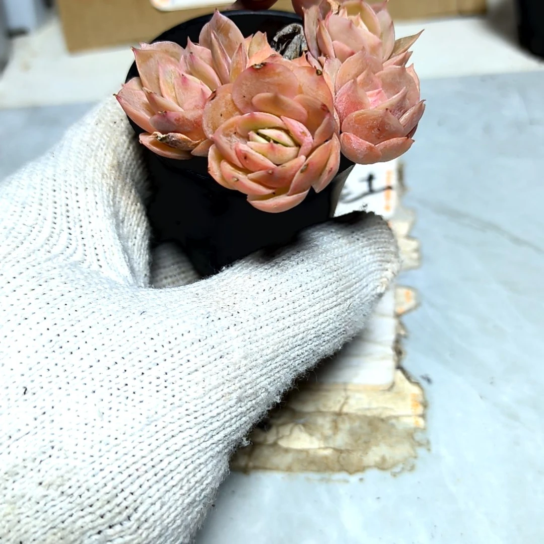 满9元包邮，昂斯洛群老苗