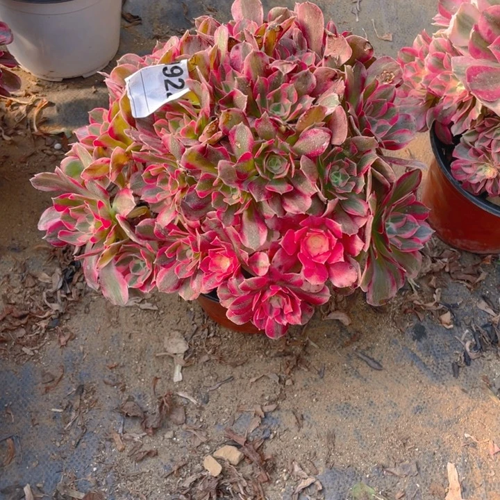 多肉妖月法师922