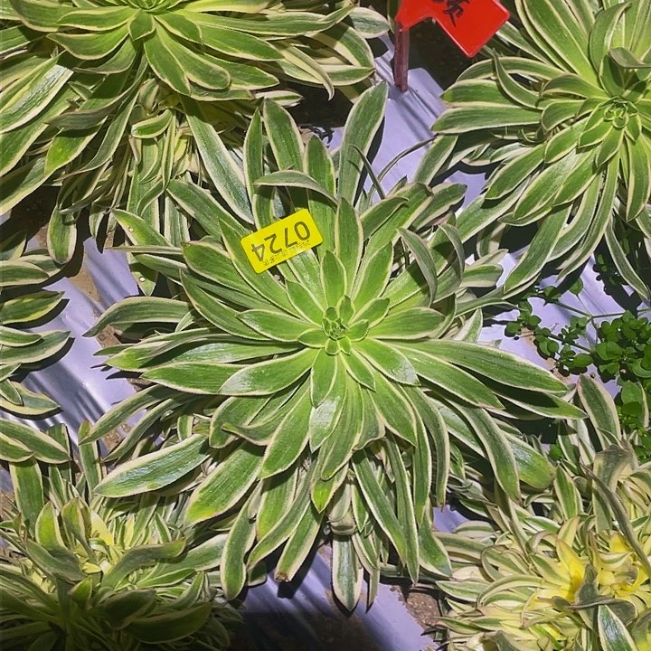 0724夕烟多肉植物