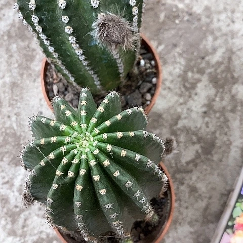 激流➕粉金刚，高6公分左右