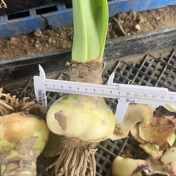螺旋莓果朱顶红一棵9左右