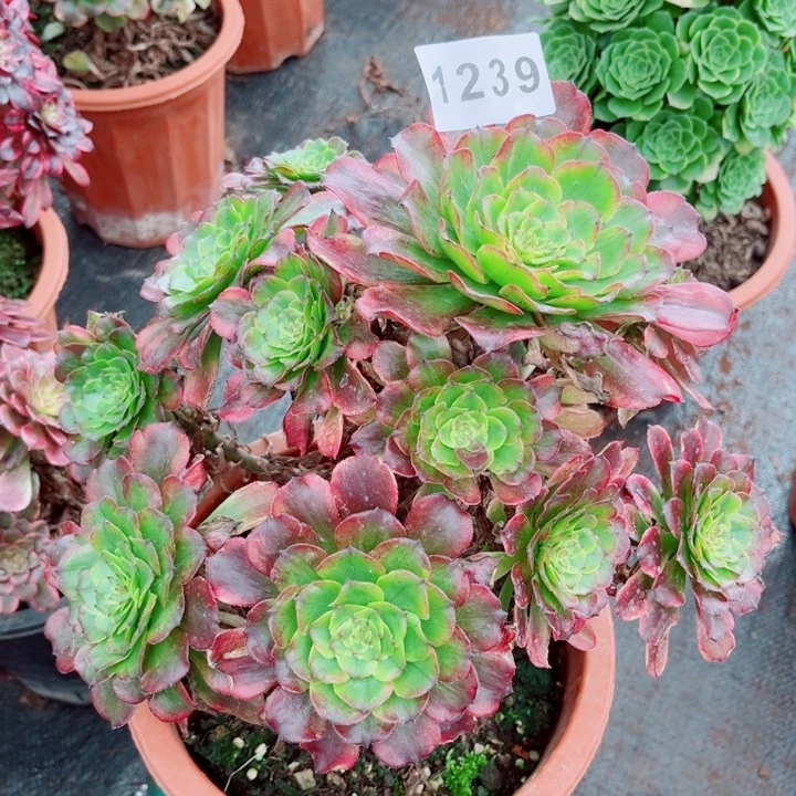 紫薇多肉发货发货