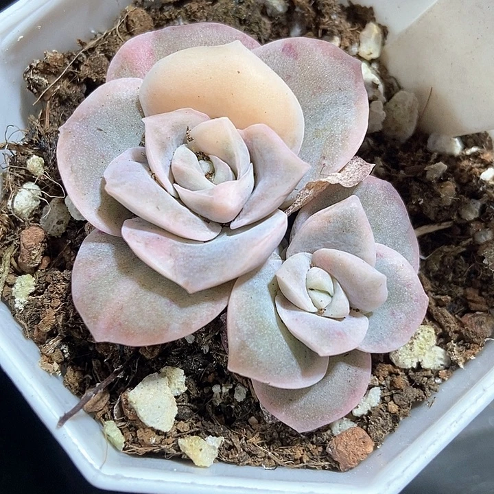 多肉植物玫瑰锦619