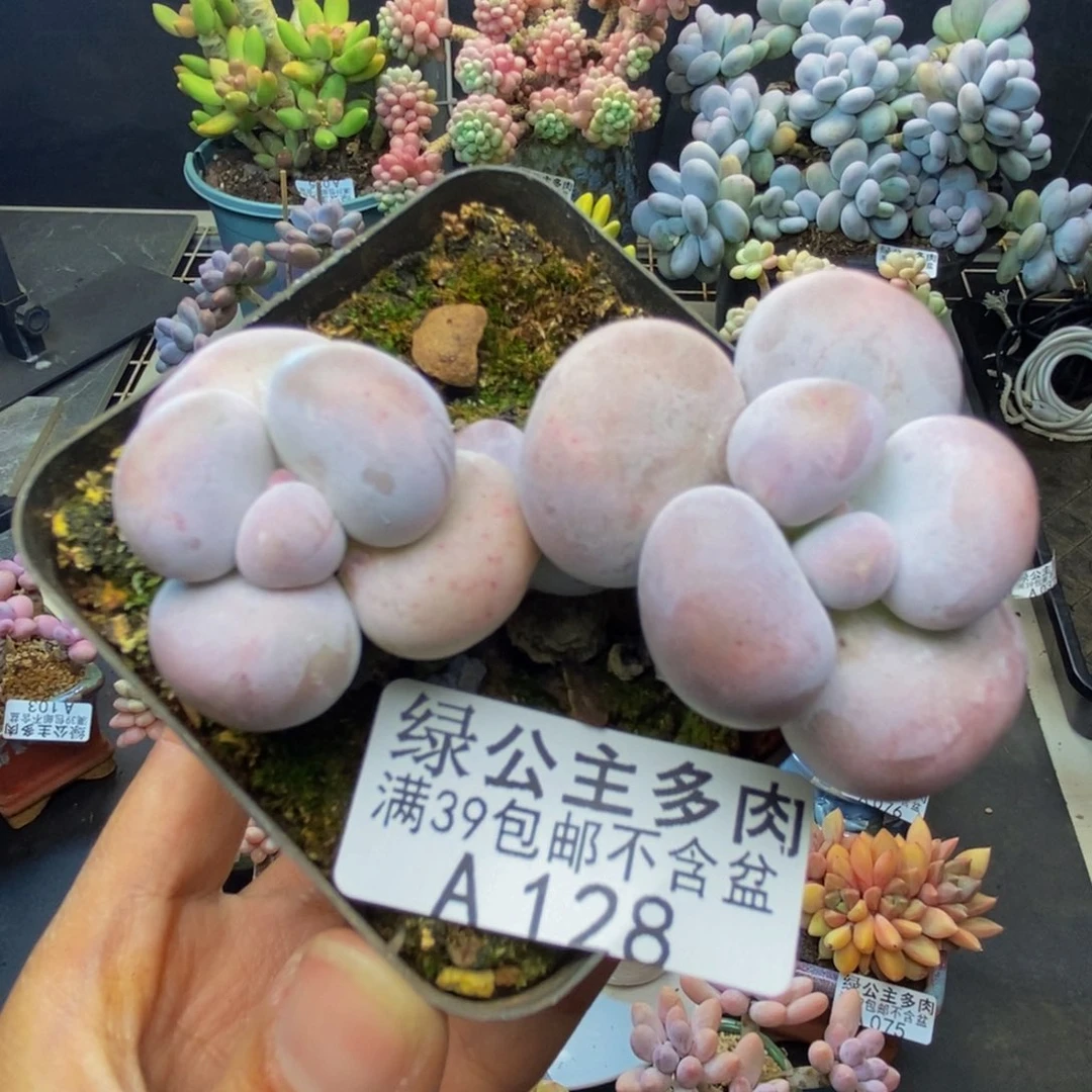 128芭比奶多肉7c m