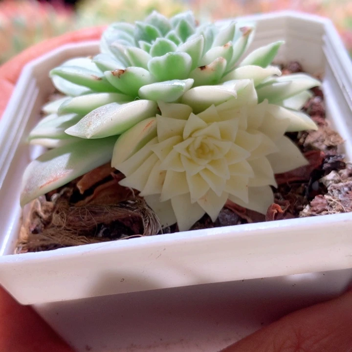 莫西干人白覆轮锦