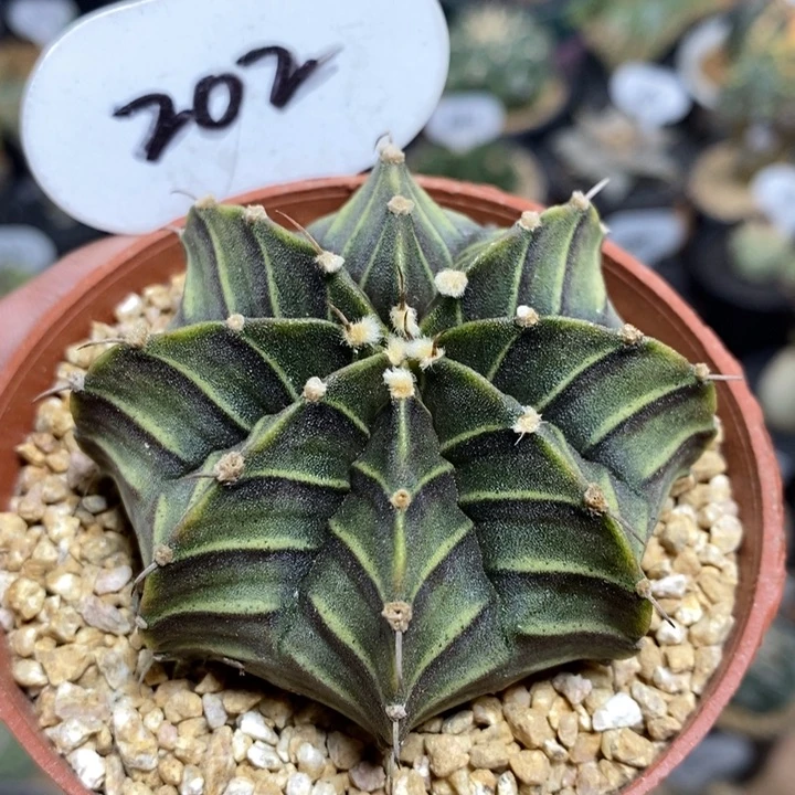 实生肋骨牡丹202号6.3cm