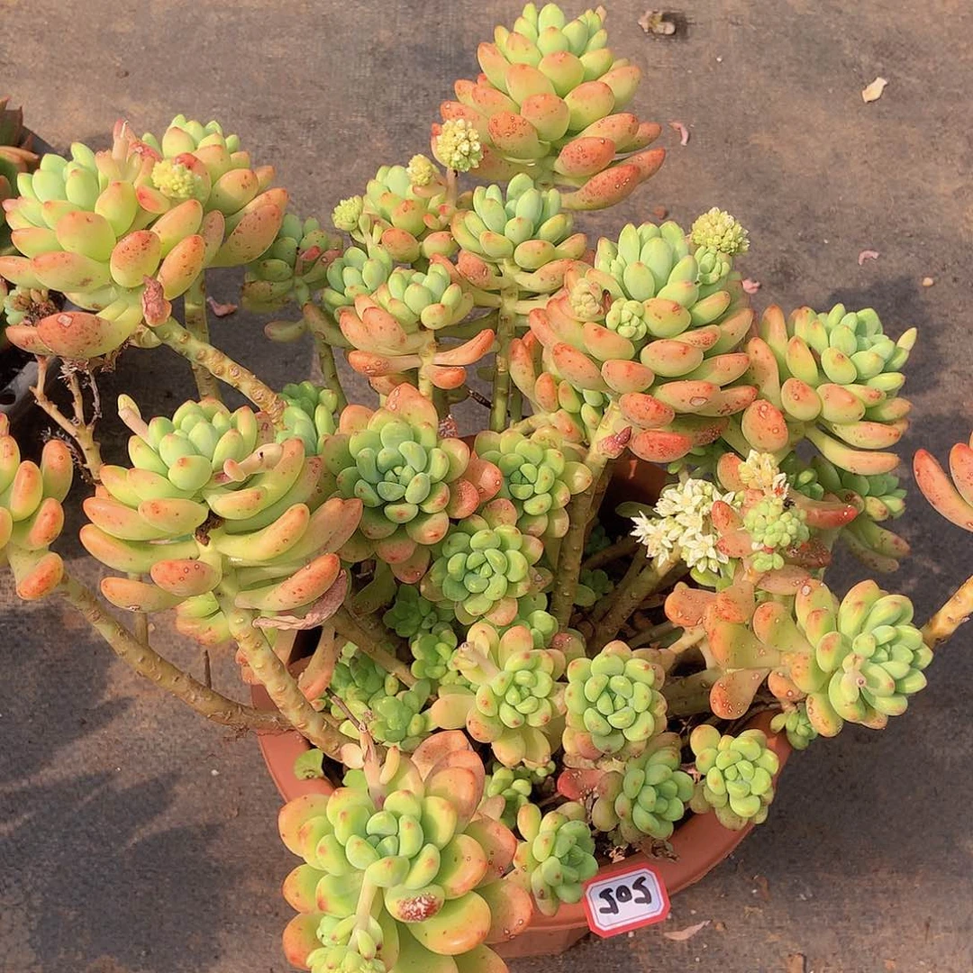 九号一物一拍多肉505香格里拉