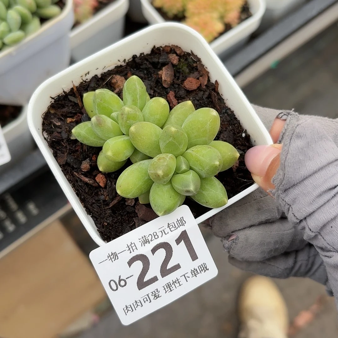 千代田多肉无盆土发货无盆土发货无，