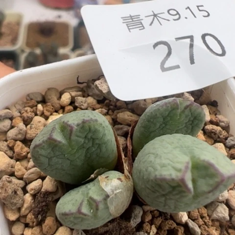 270 好看的多肉冲冲冲