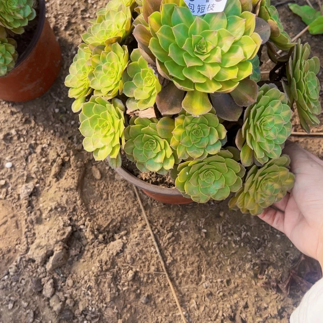 抹茶多肉植物0046