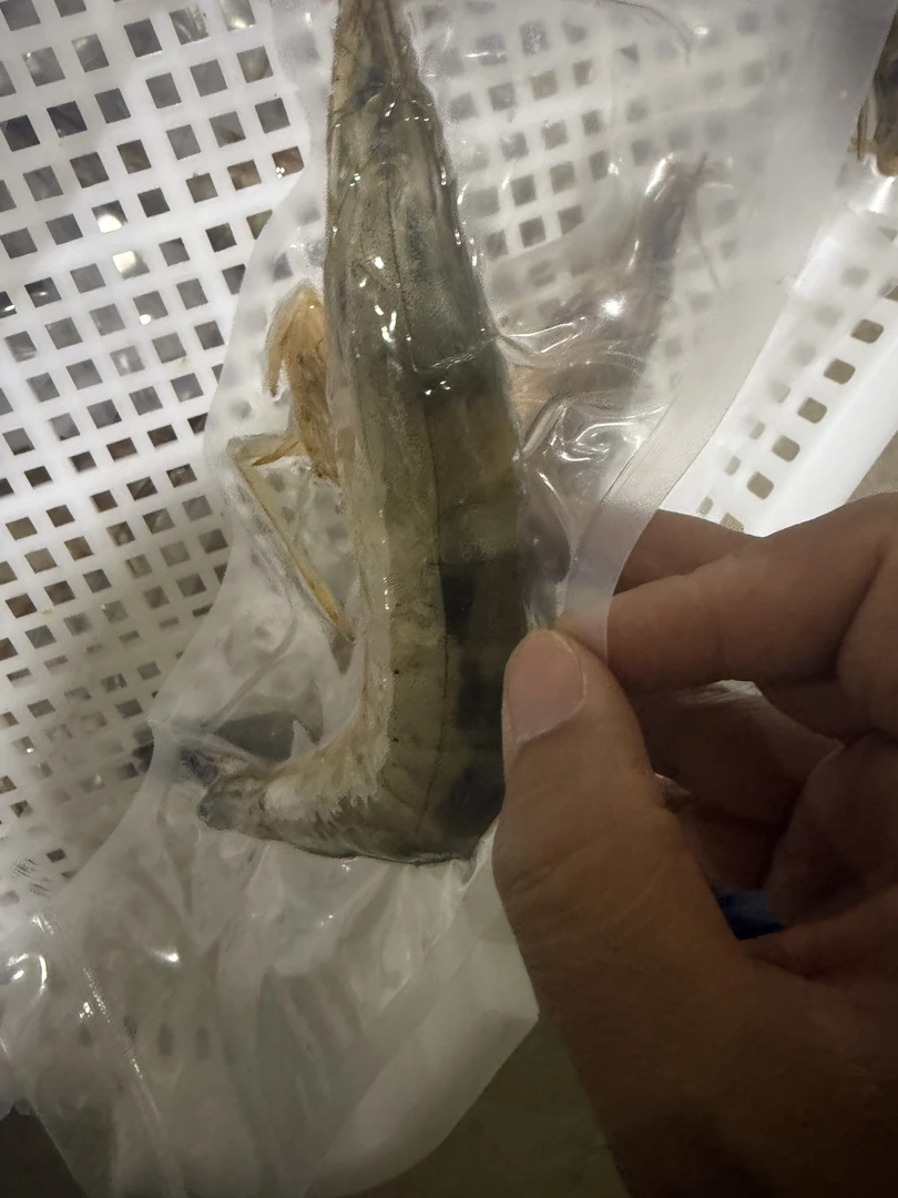大连旅顺野生对虾虾母2斤省内包邮