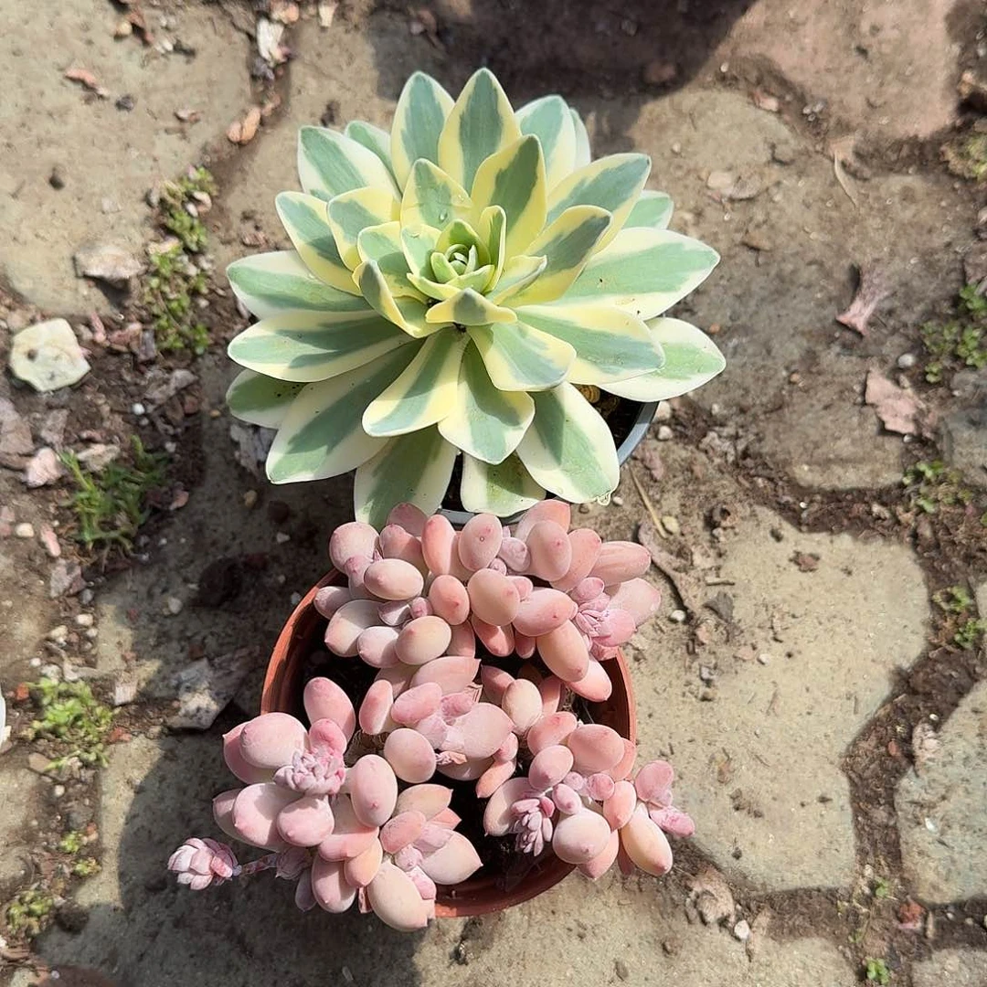 稻田姬加富士锦➕两包土多肉