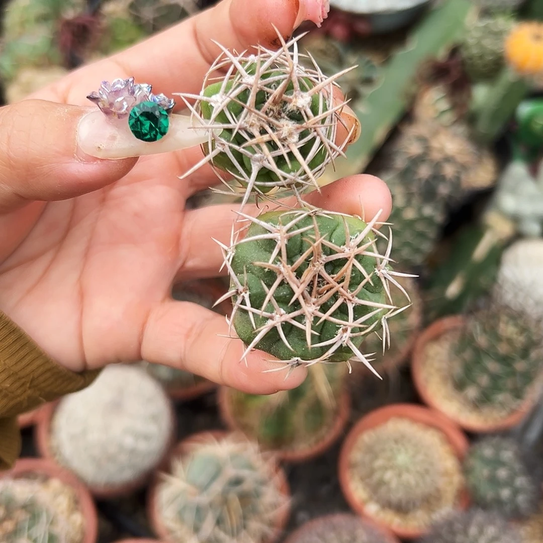 实生碧岩仙人球66666666