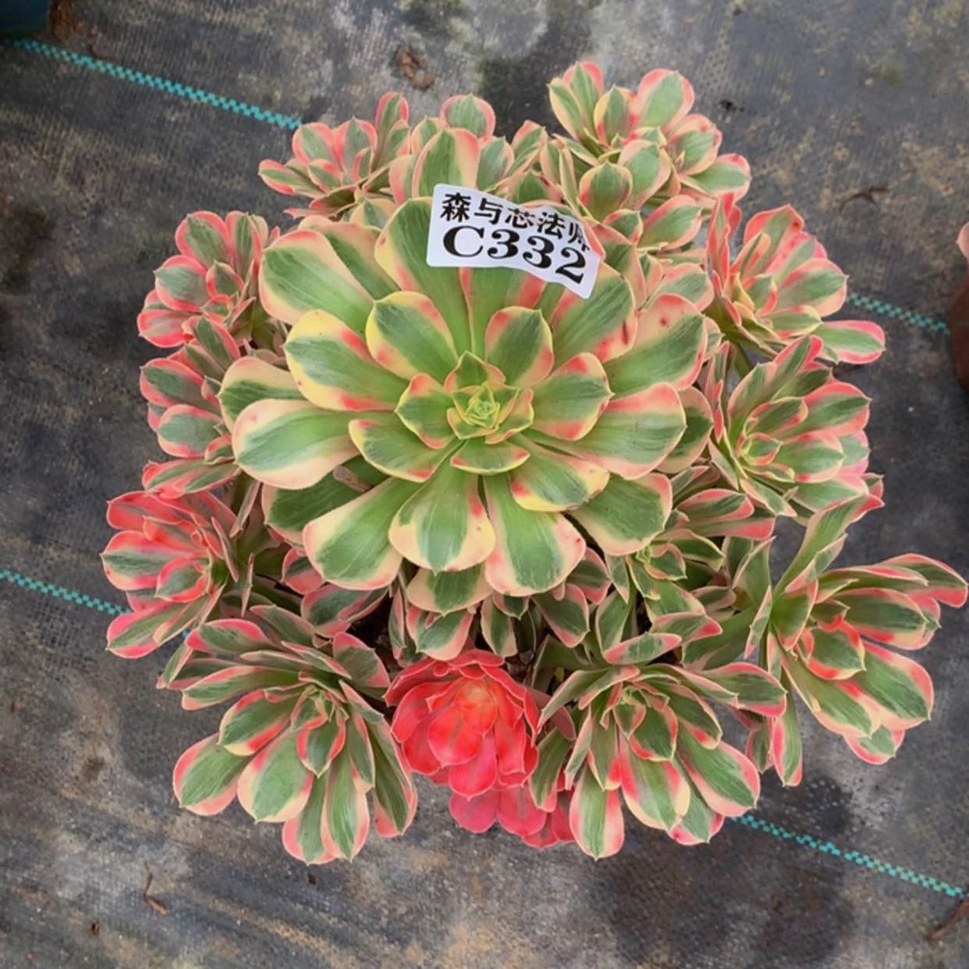 【闪购商品】332女郎有断枝