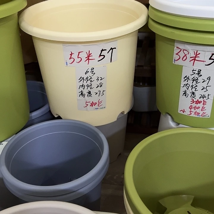 米黄6号无托5个无托