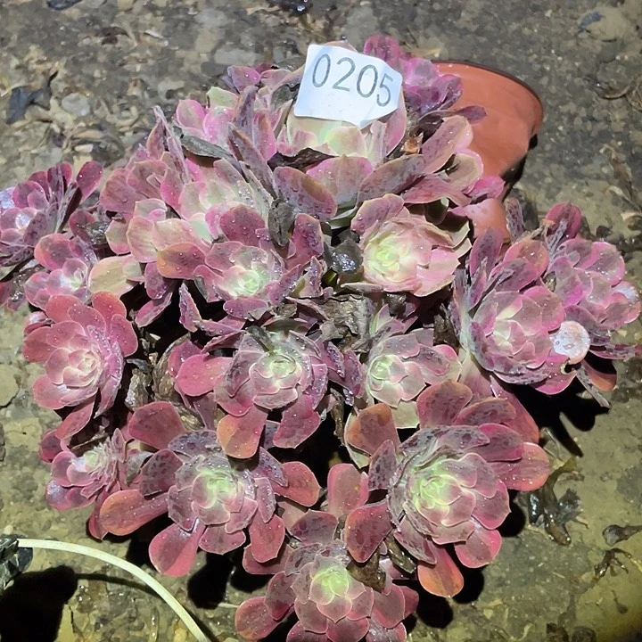 多肉植物法师205欧姿锦