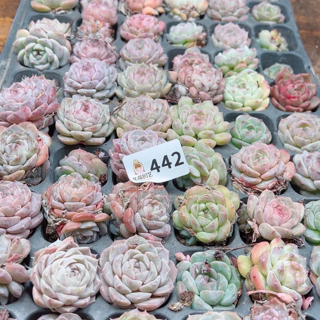 多肉植物多肉植物