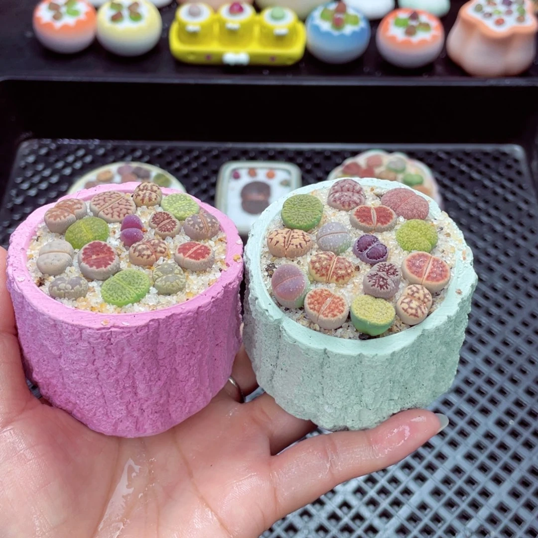 w1983 带盆土发货一物一拍