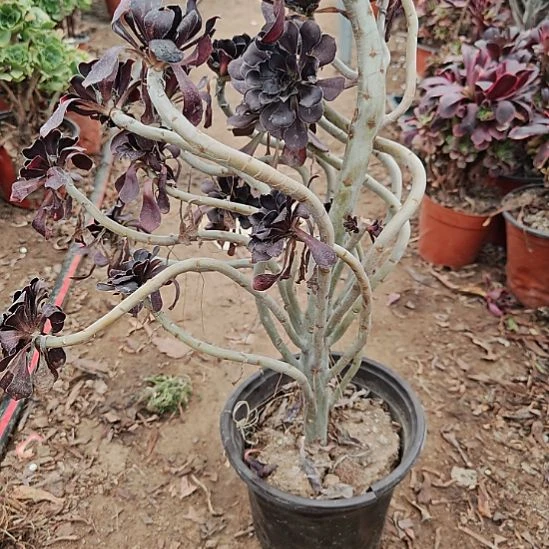 圆叶加急发货法师17