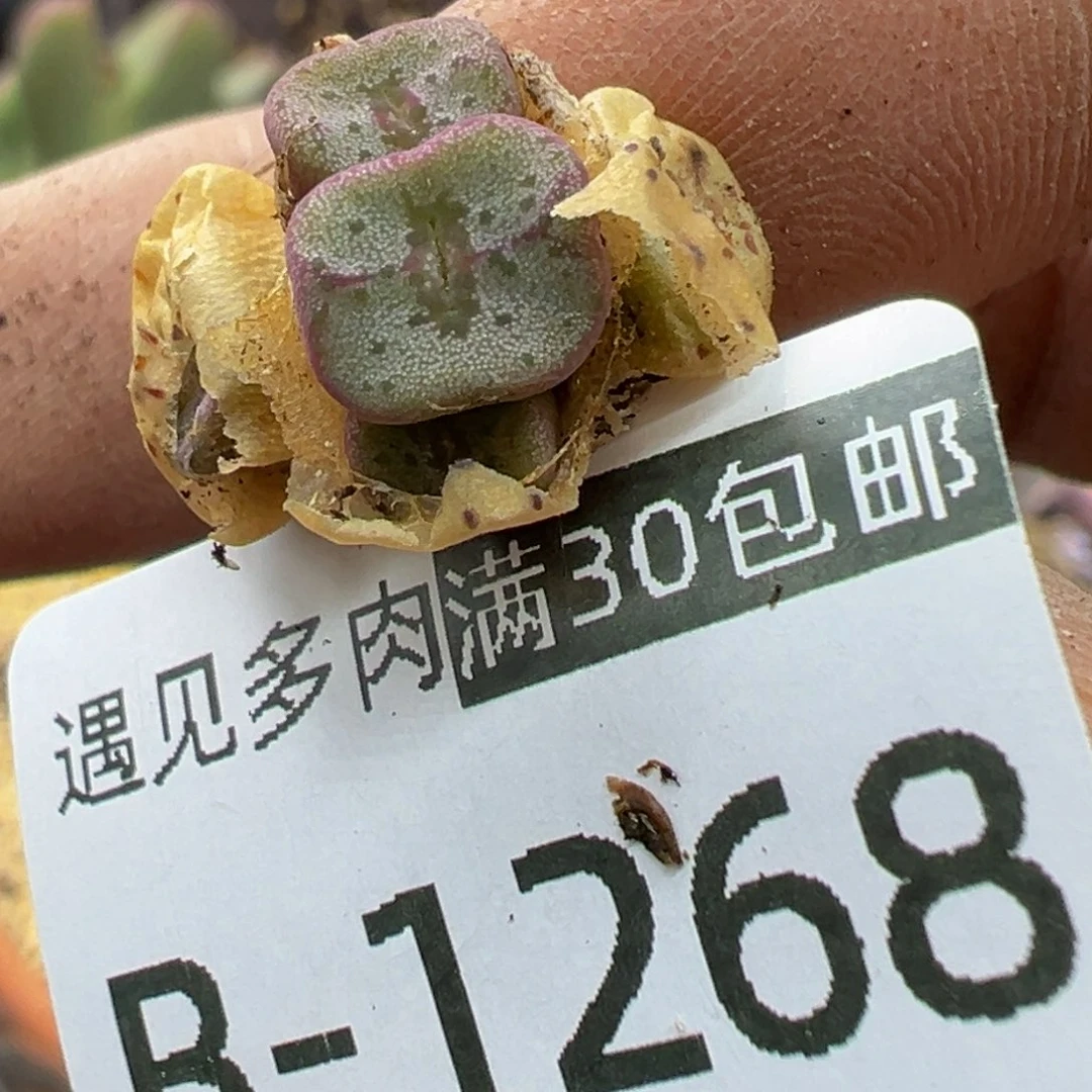多肉植物1111111111111