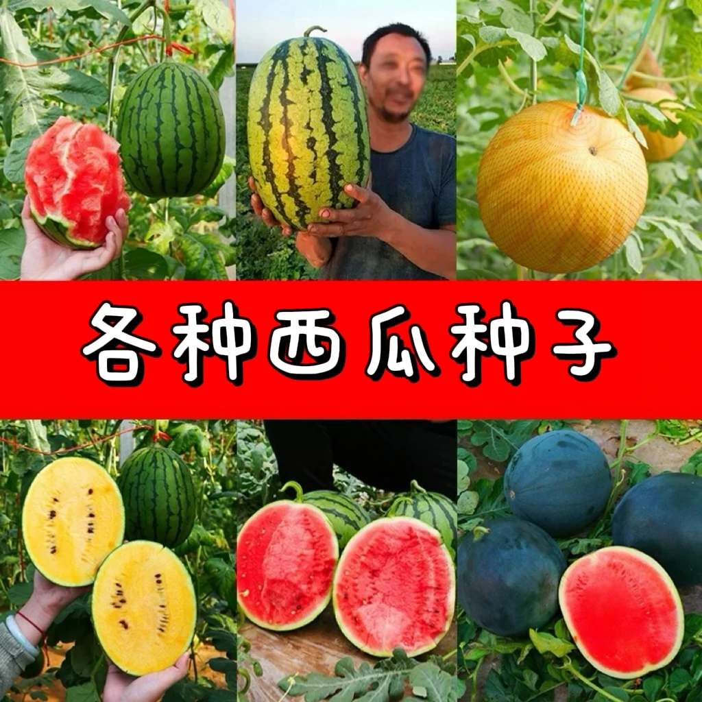 西瓜种子8424冰糖麒麟美都懒汉黄皮黑皮西瓜种籽大全四季水果种子